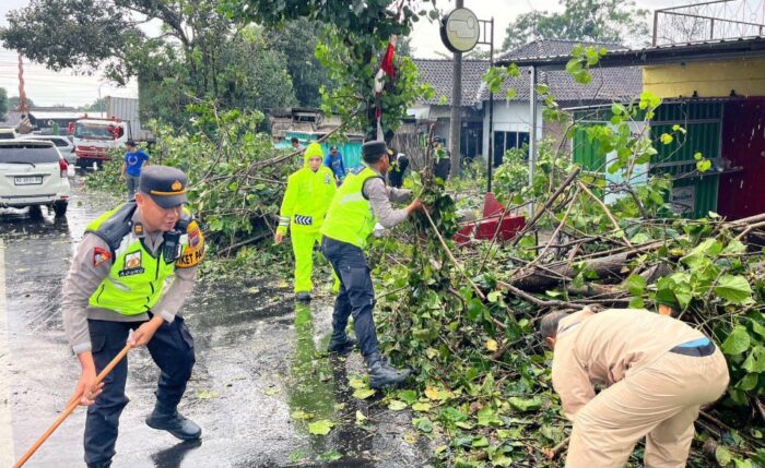 Mobil Tertimpa Pohon Waru Akibat Hujan dan Angin Kencang di Boyolali