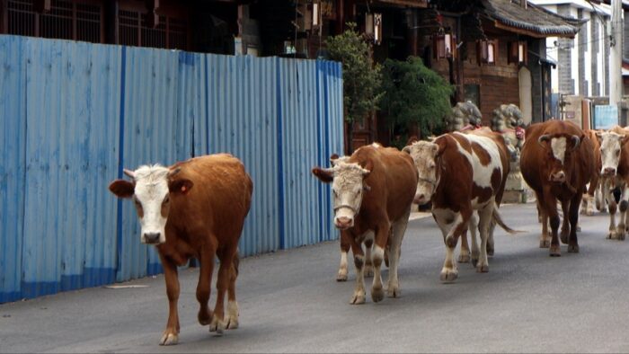5 Sapi Diamankan Satpol PP dan WH Aceh Besar, Penyebabnya Berkeliaran di Jalan Ganggu Kenyamanan Warga